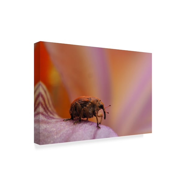 Thierry Dufour 'Elephant Miniaturized' Canvas Art,16x24